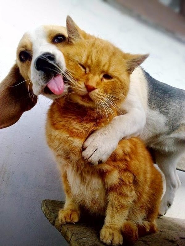 chiens+et+chats+amis+2.jpg
