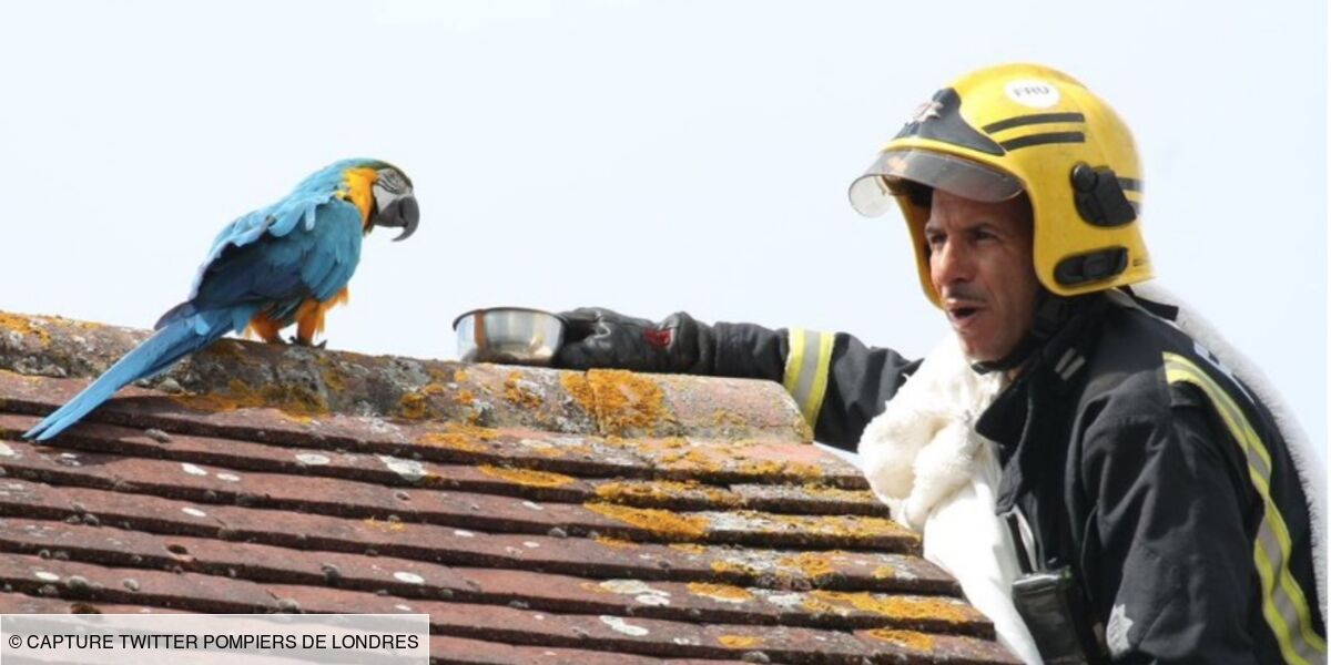 insolite-les-pompiers-viennent-en-aide-a-un-perroquet-celui-ci-leur-repond-par-une-grossierete.jpg