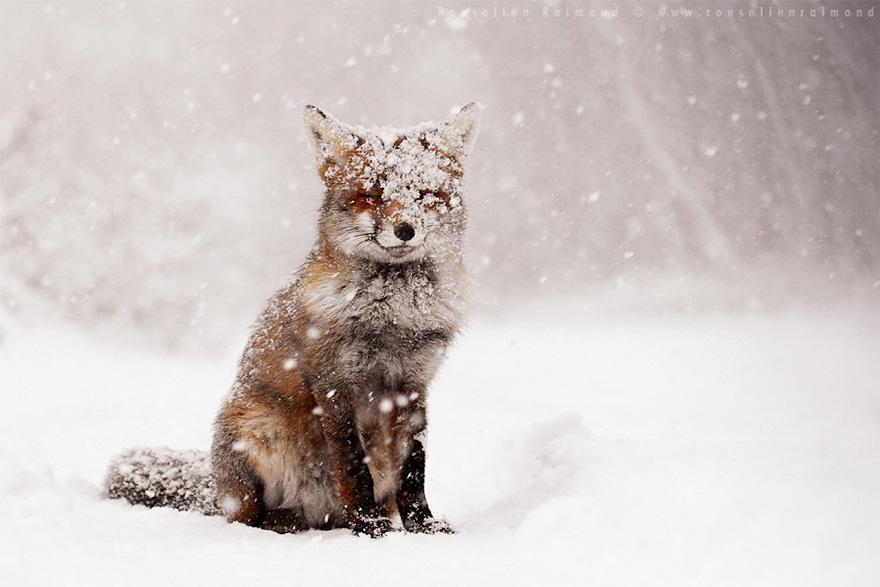 animals-in-winter-5.jpg