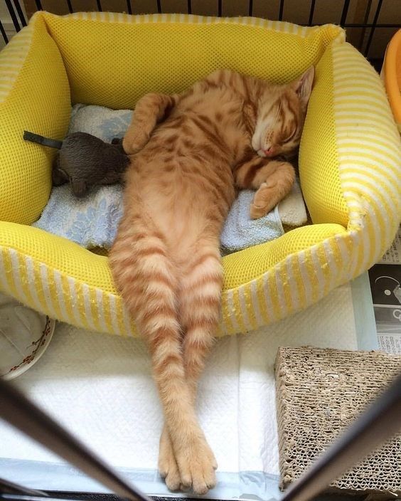 Caught in the Act_ Cats Actually Using Their Beds (15 Images).jpeg